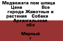 Медвежата пом шпица › Цена ­ 40 000 - Все города Животные и растения » Собаки   . Архангельская обл.,Мирный г.